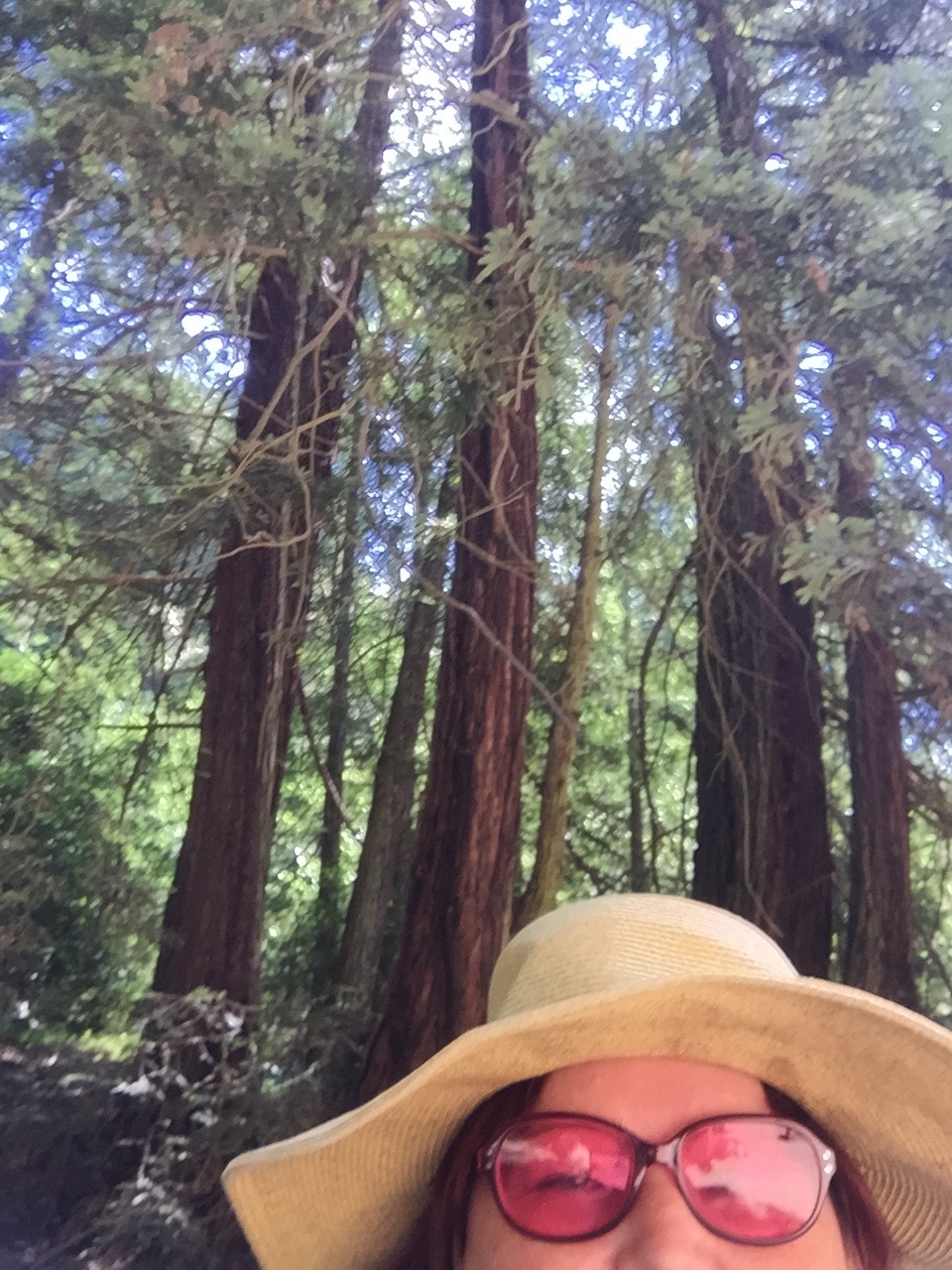 TC in the Redwoods