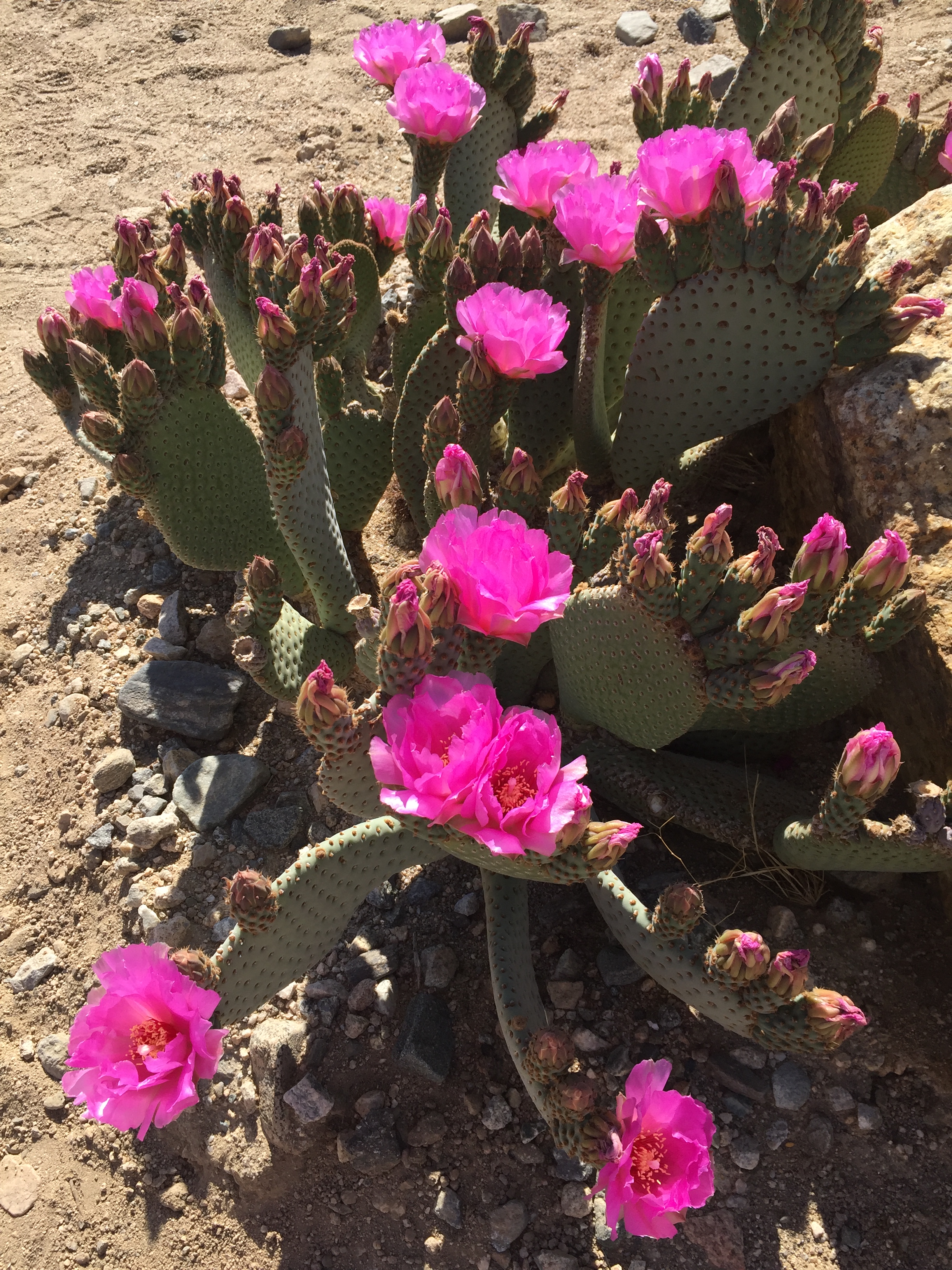 Beaver Tail Cactus blooming 2