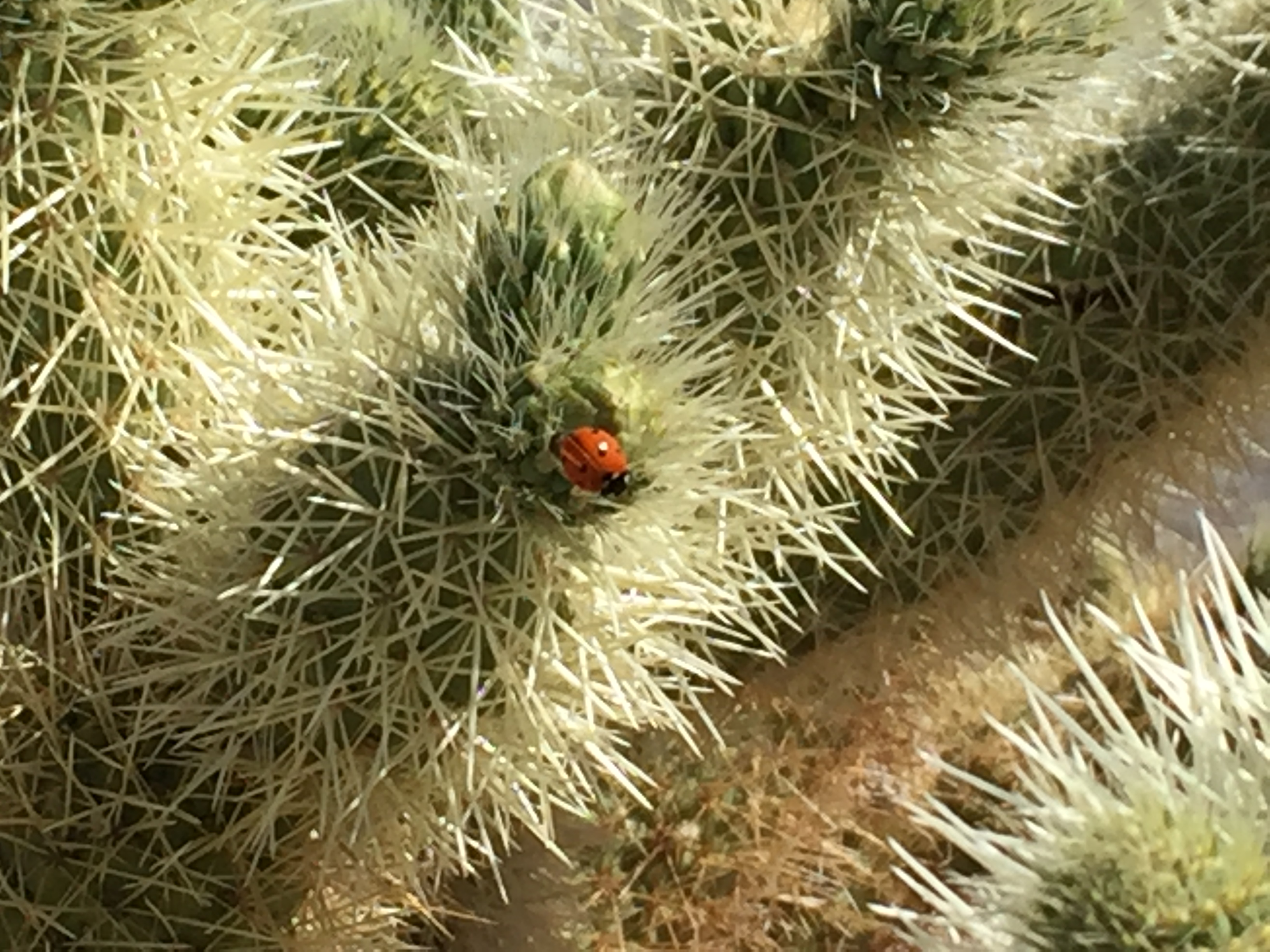 Ladybug on Chollo closeup