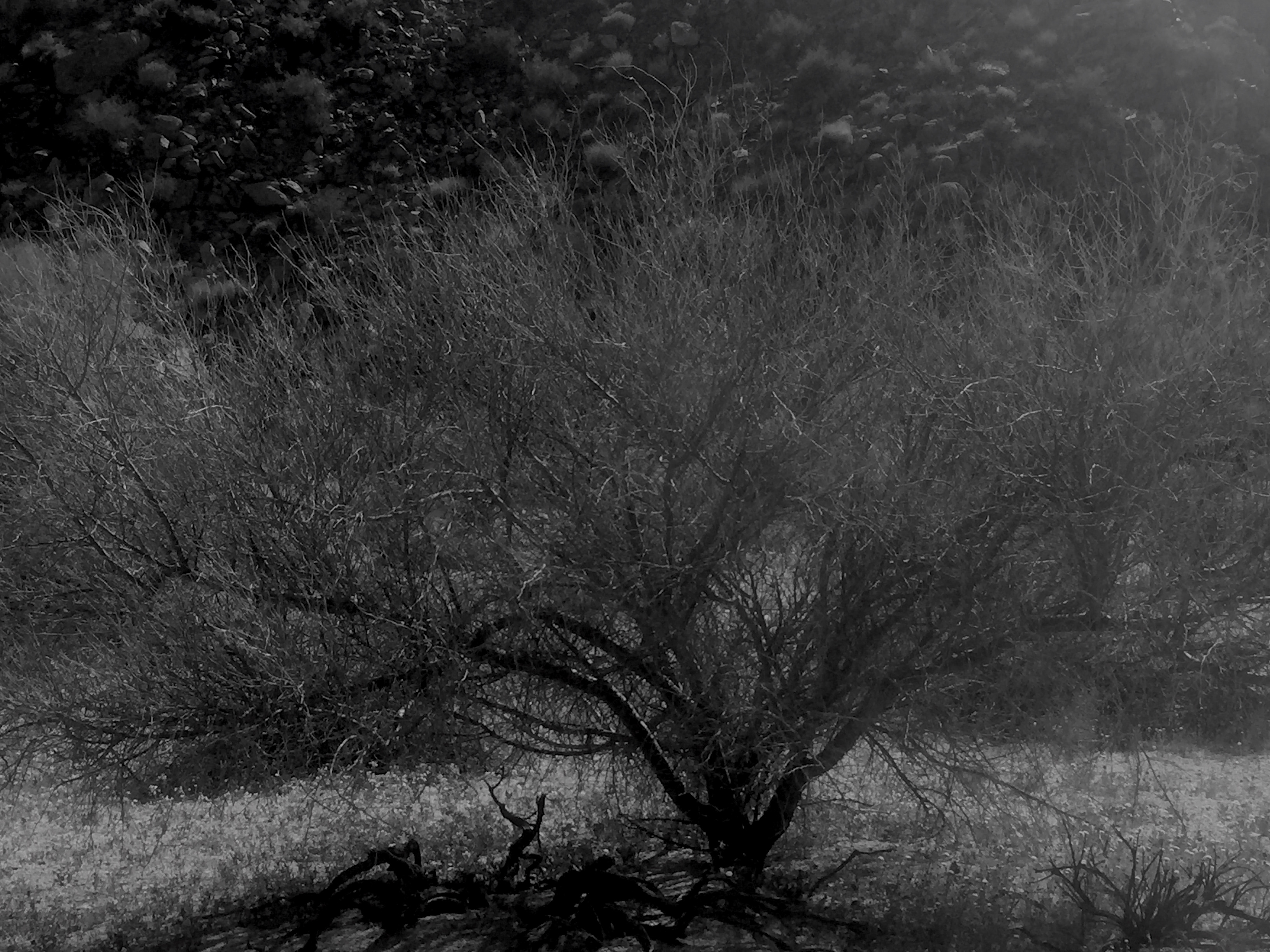 Twig tree B&W