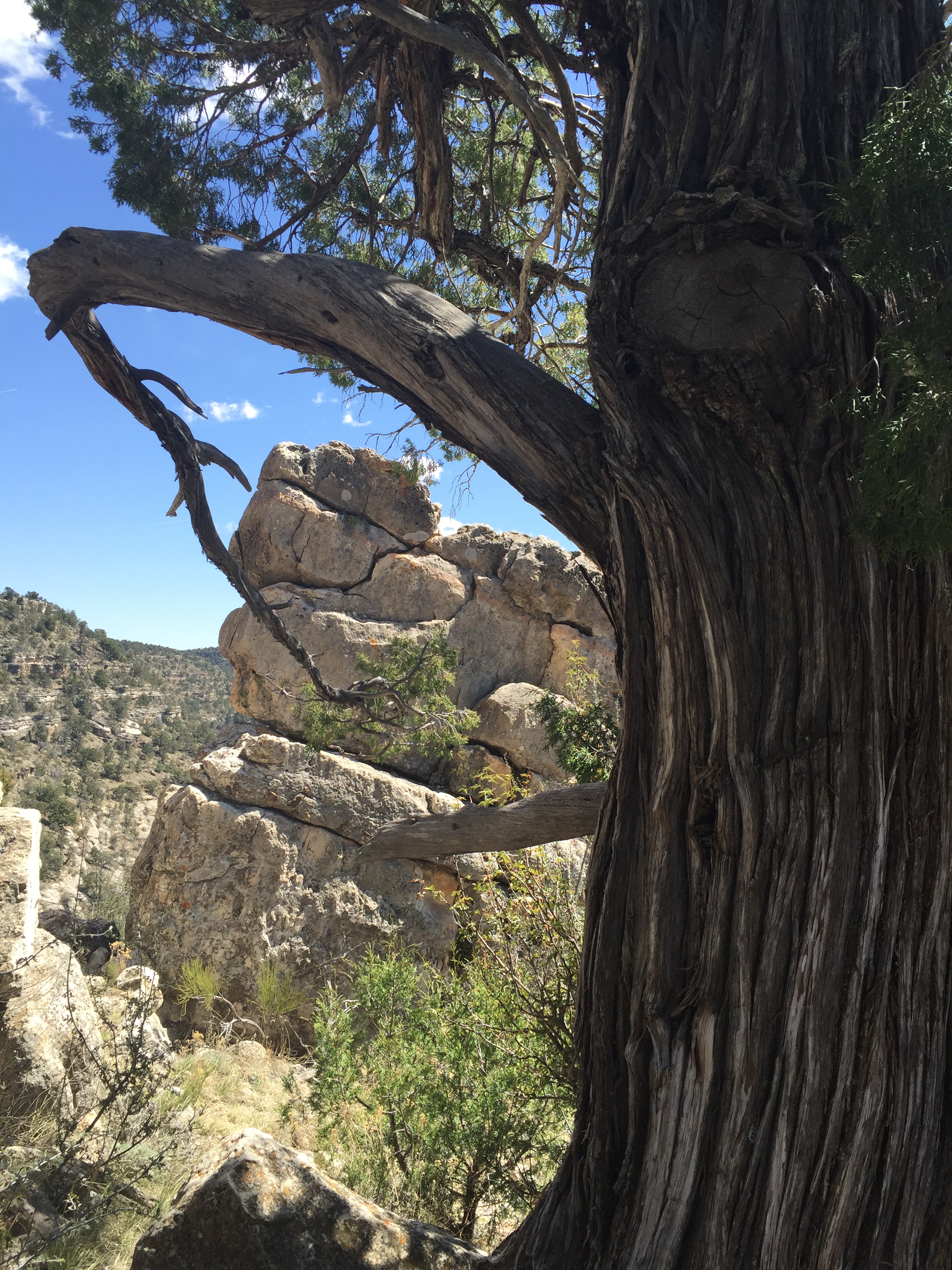 WC Tree hugging Rock