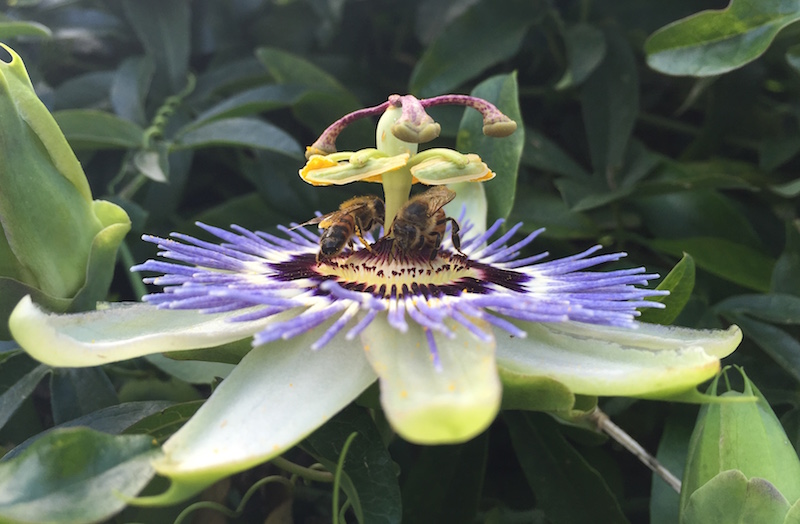 Buda bees on a passion flower