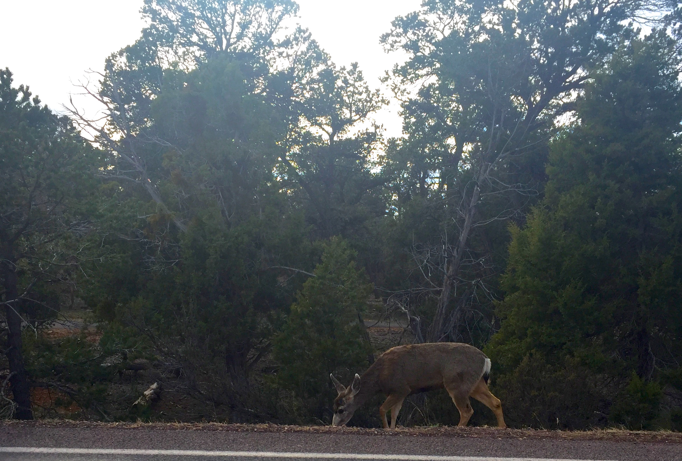 GC Roadside Deer