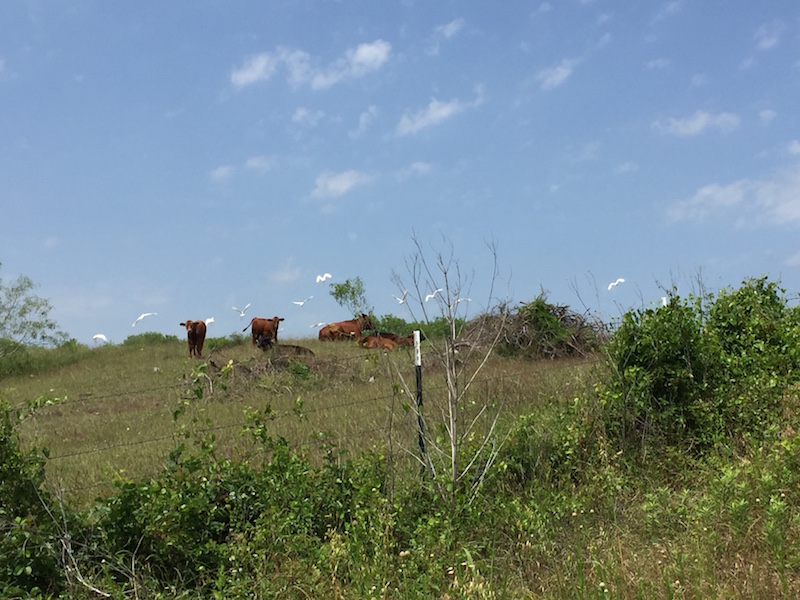 Austin Cow Egrets