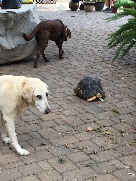 Austin pets