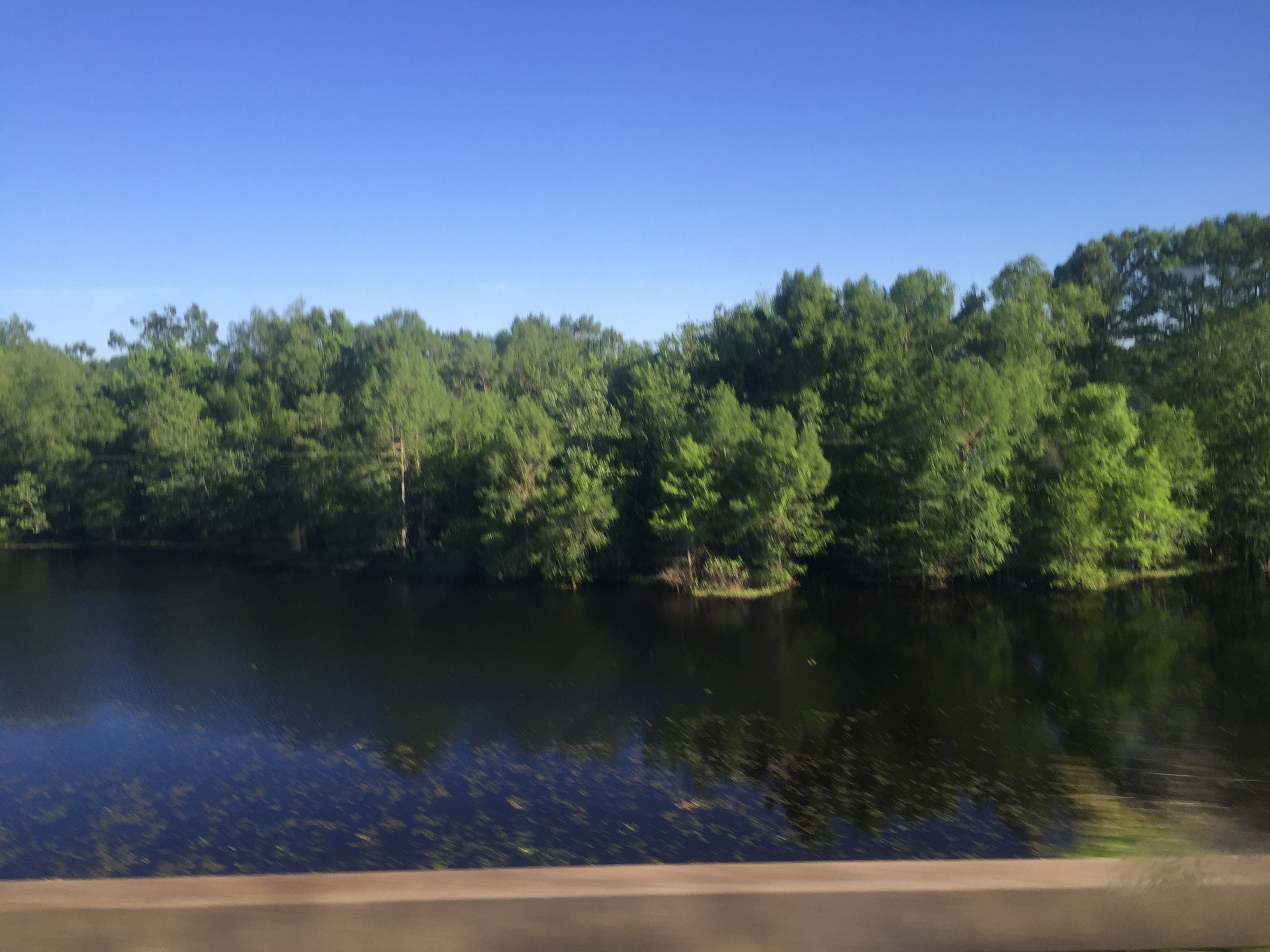 LA Swamp
