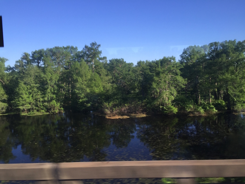Swamp