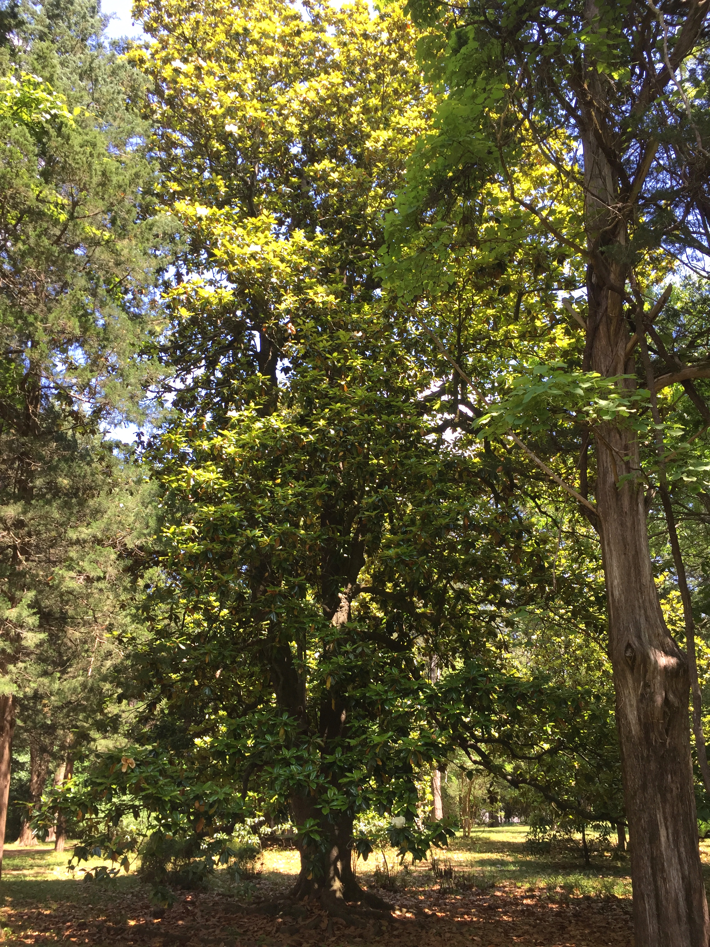 MS trees at Faulkners house