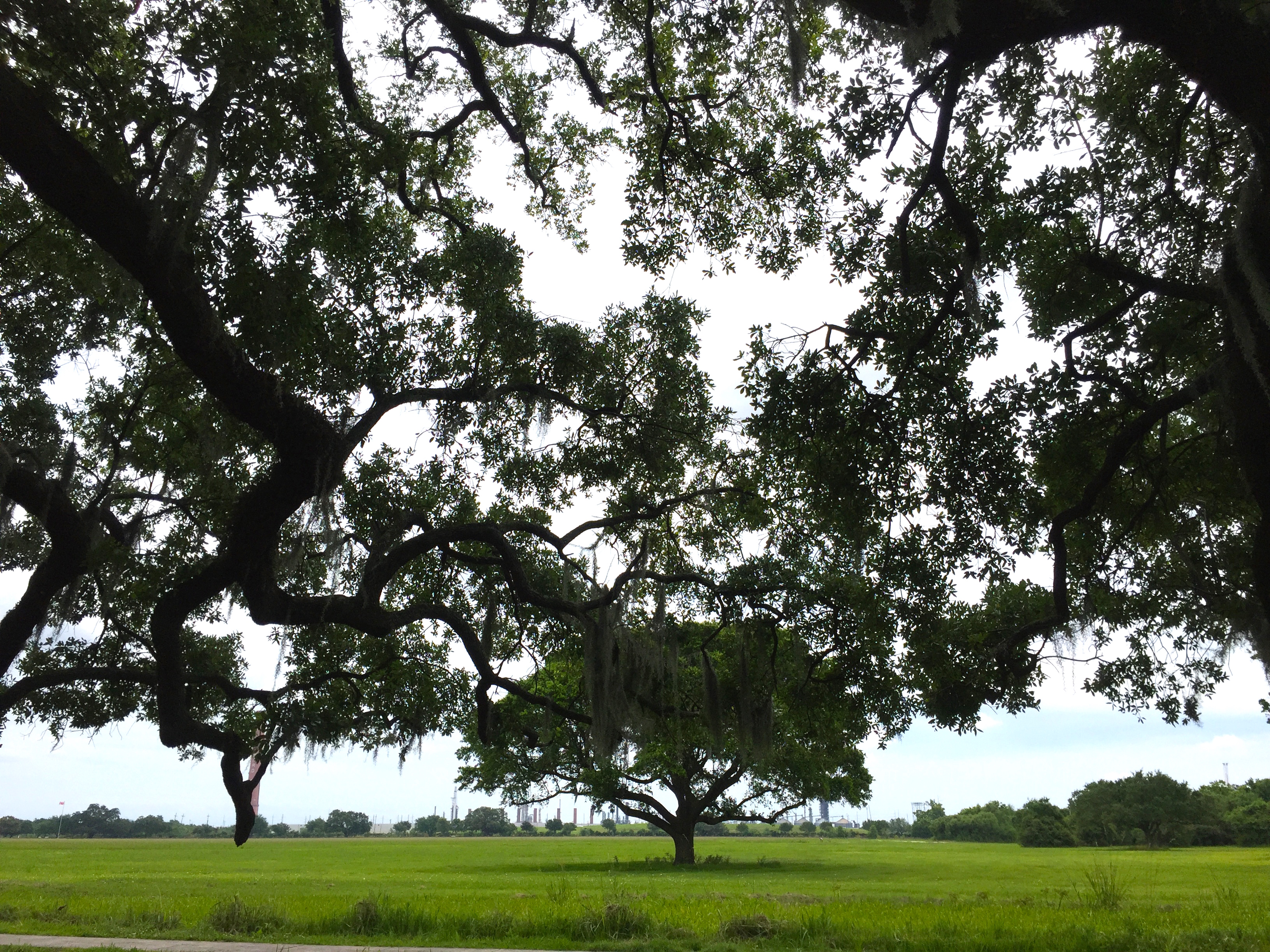 NOLA 1812 battlefield tree