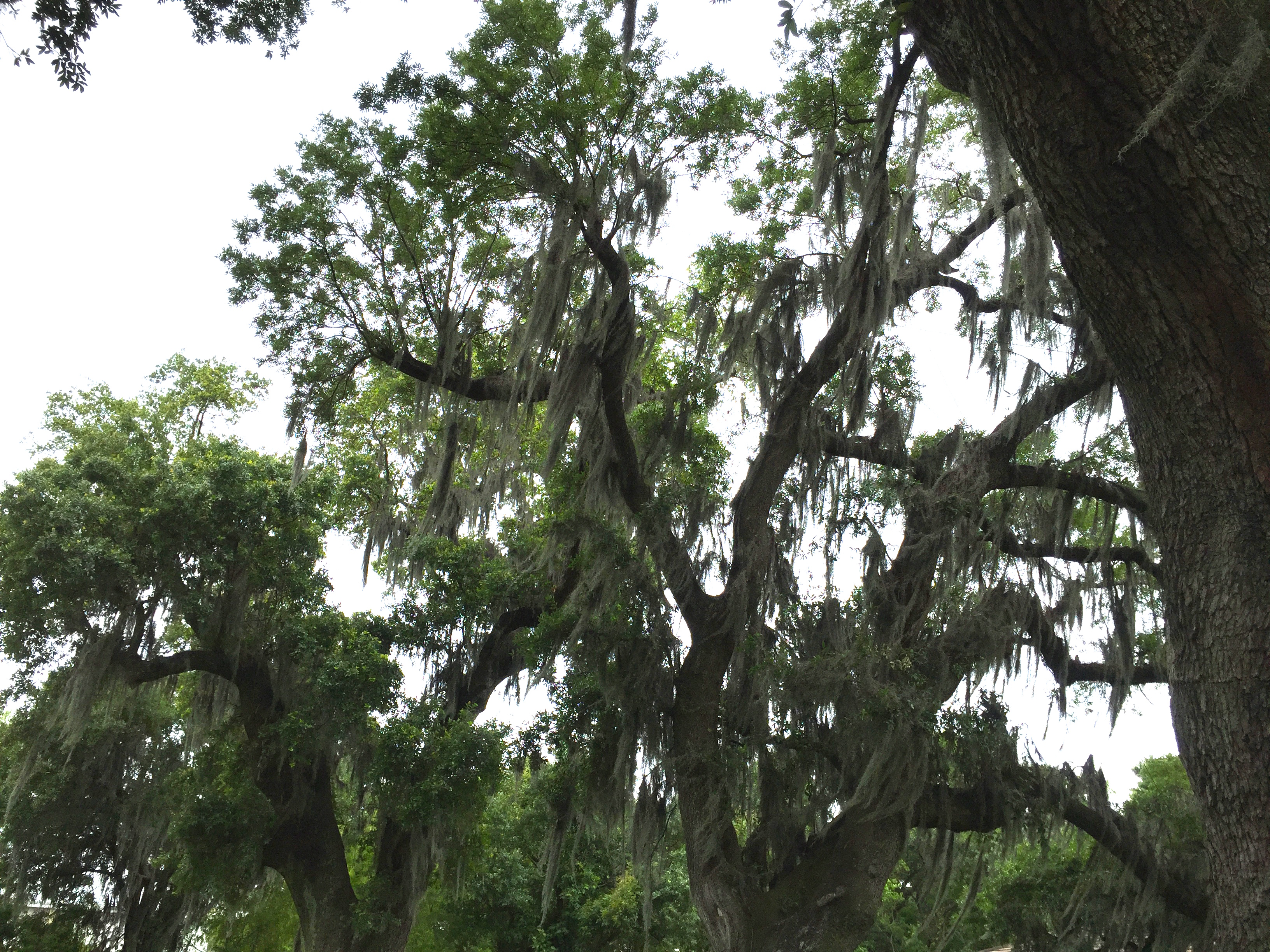 NOLA Oak with ferns