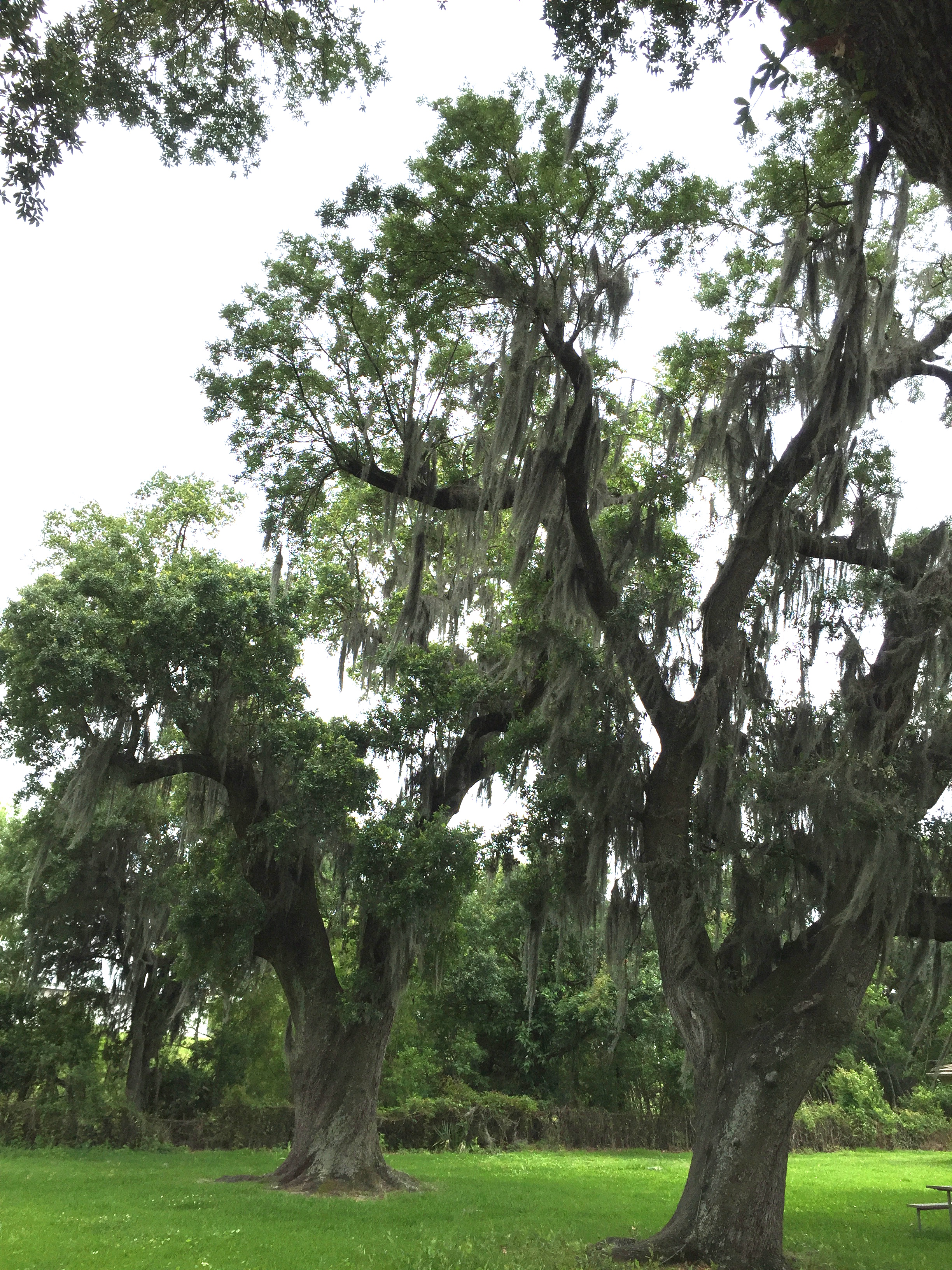 NOLA tree moss