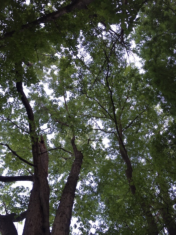 MTN Hammock View up