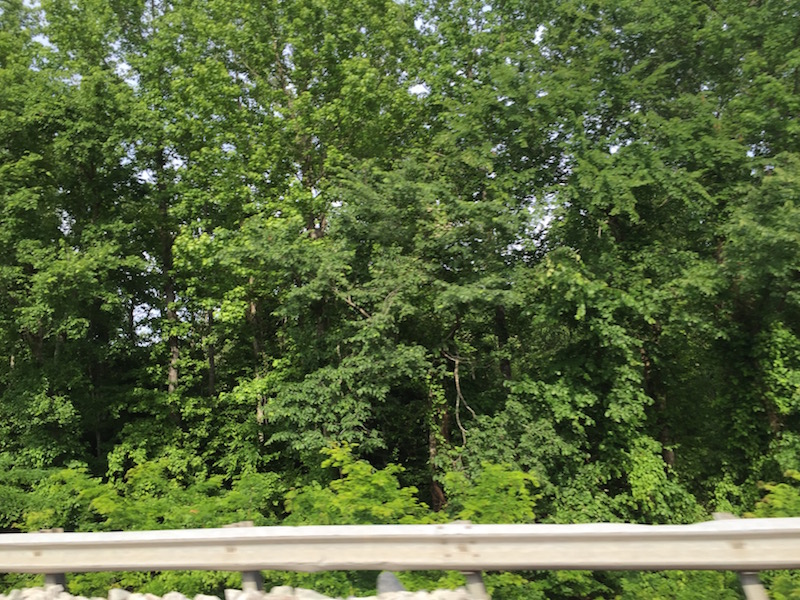 TN Roadside trees